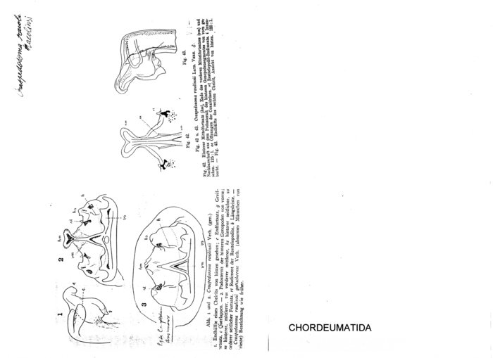 Craspedosoma rawlinsi