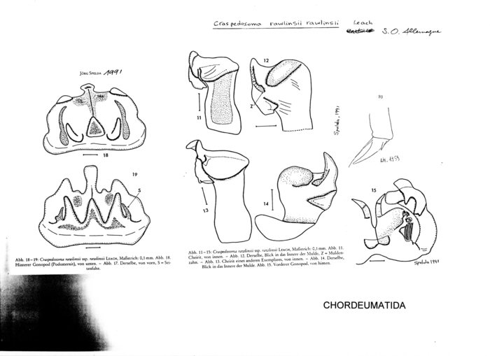 Craspedosoma rawlinsii rawlinsii