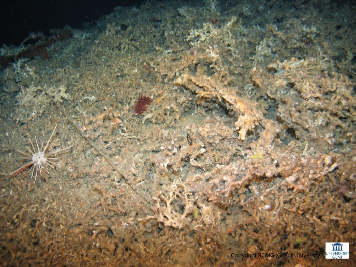 the top of the spur completely covered by coral.