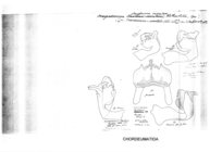 Craspedosoma taurinorum serratum