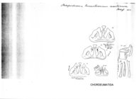 Craspedosoma transsilvanicum austriacum