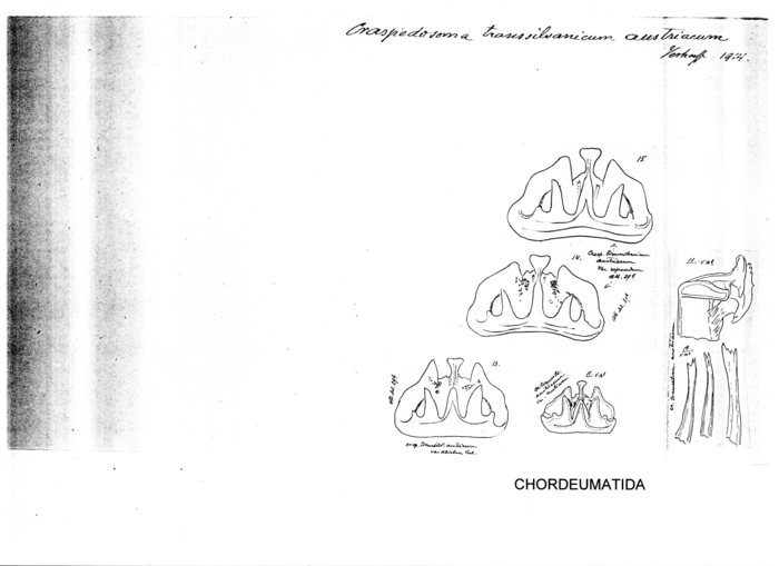 Craspedosoma transsilvanicum austriacum