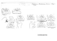 Craspedosoma transsilvanicum