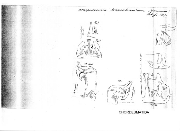 Craspedosoma transsilvanicum