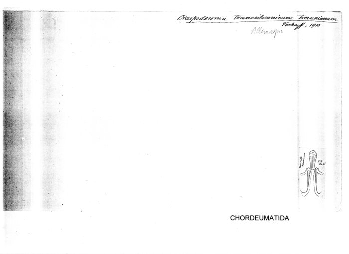 Craspedosoma transsilvanicum traunianum