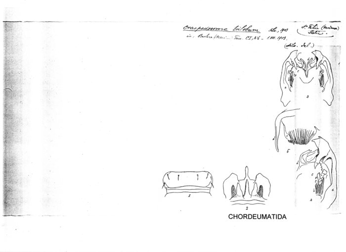 Craspedosoma trilobum