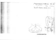 Craspedosoma vittigerum