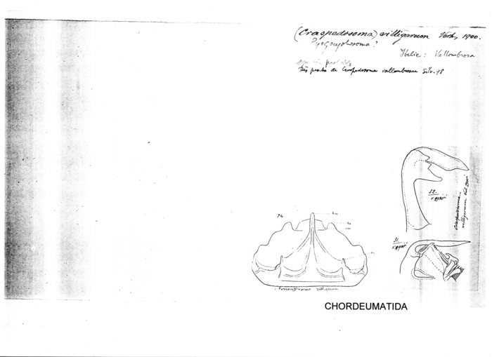 Craspedosoma vittigerum