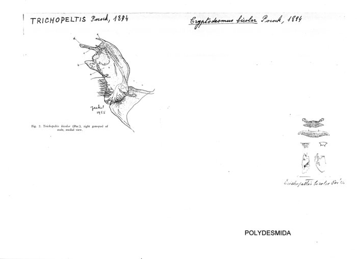 Cryptodesmus bicolor