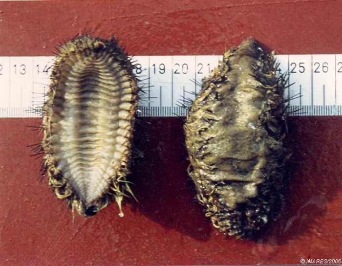 Aphrodita aculeata Linnaeus, 1758 Aphrodita aculeata Linnaeus, 1758