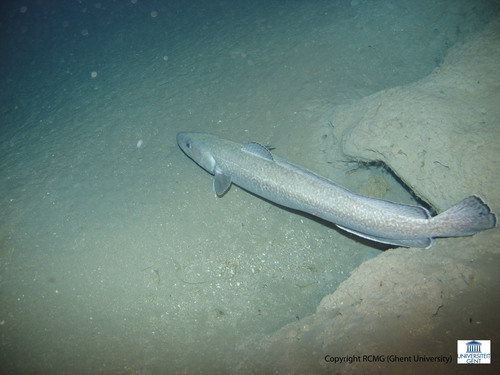 A Molva molva (a large member of the cod family)