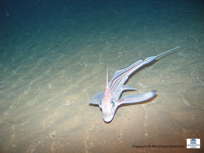 Chimaera monstrosa (Ratfish) Chimaera monstrosa (Ratfish)