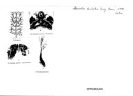 Cubobolus dentatus