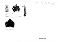 Cubobolus monitongo