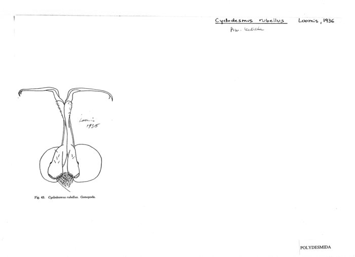 Cyclodesmus rubellus