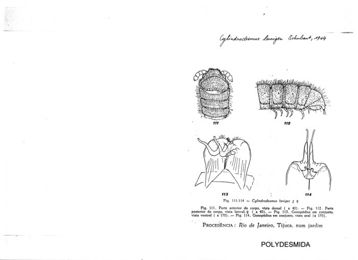 Cylindrodesmus laniger