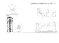 Cylindroiulus brachyiuloides