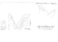 Cylindroiulus britannicus