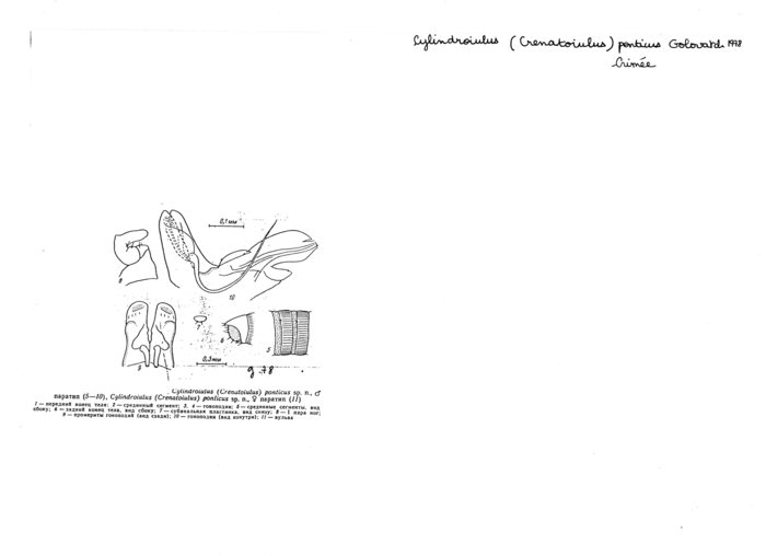 Cylindroiulus ponticus