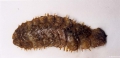 Polychaeta (bristle worms)