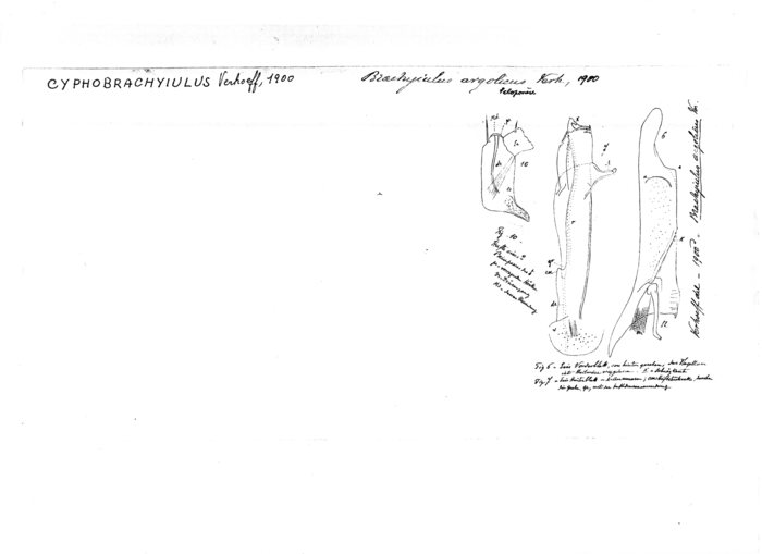 Cyphobrachyiulus (Cyphobrachyiulus) argolicus