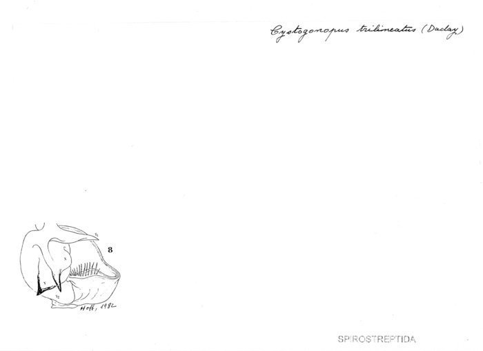 Cystogonopus trilineatus