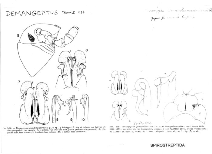 Demangeptus pseudoflavicornis
