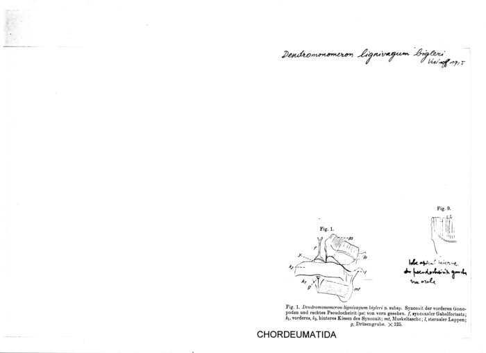Dendromonomeron lignivagum bigleri