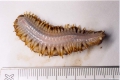 Polychaeta (bristle worms)