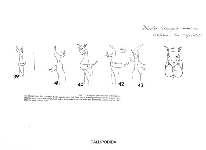 Diactis triangula