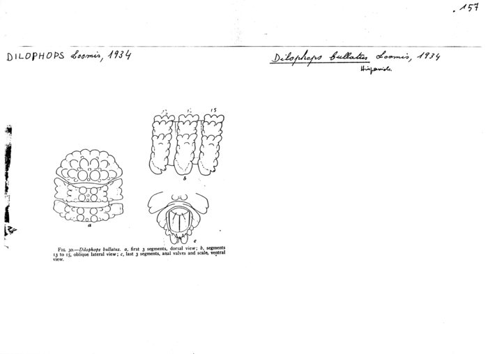 Dilophops bullatus