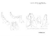 Diopsiulus albicollis