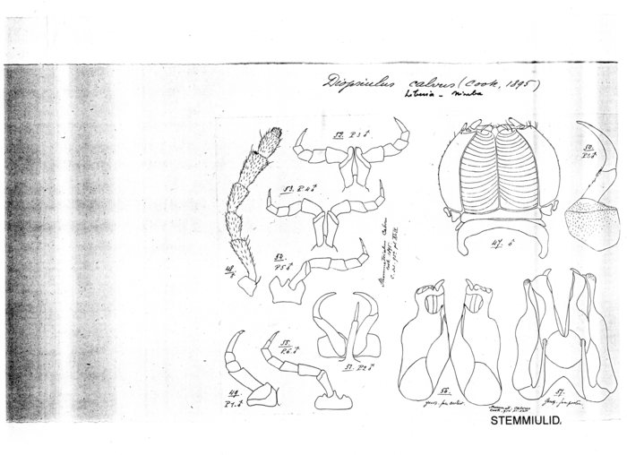Diopsiulus calvus