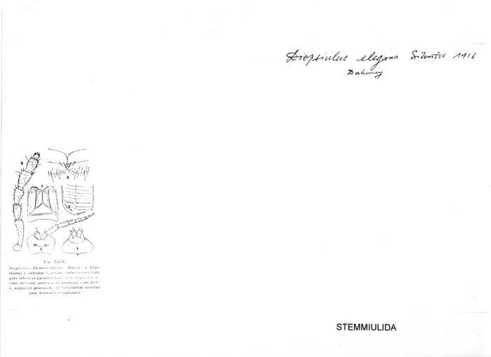 Diopsiulus elegans