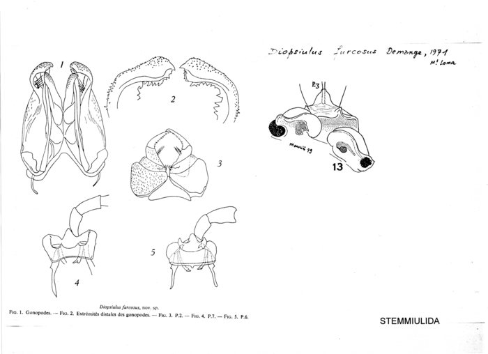 Diopsiulus furcosus