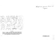 Diopsiulus genuinus