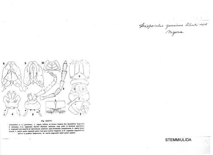 Diopsiulus genuinus