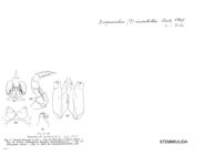 Diopsiulus insolitus