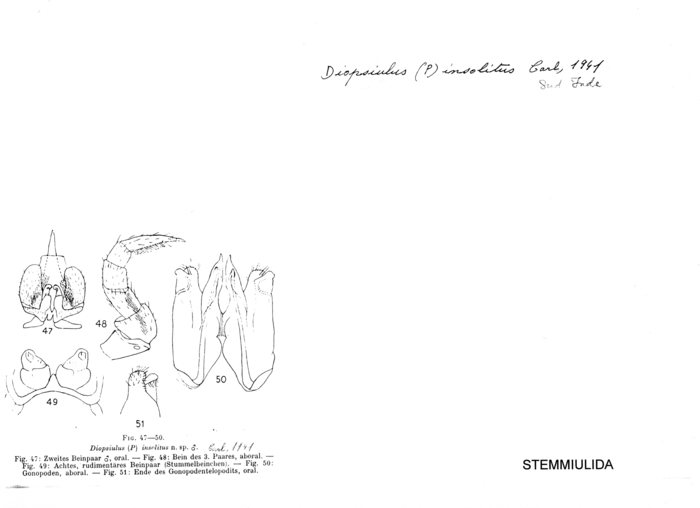 Diopsiulus insolitus
