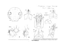 Diopsiulus jocquei