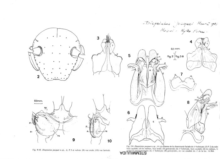 Diopsiulus jocquei