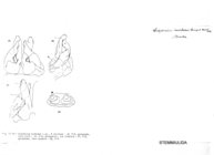 Diopsiulus morbosus
