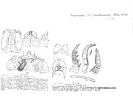 Diopsiulus mulierosus