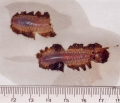 Polychaeta (bristle worms)