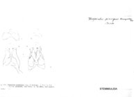 Diopsiulus perexiguus