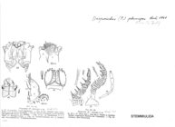 Diopsiulus plumipes