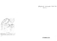 Diopsiulus proximatus