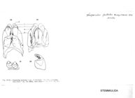 Diopsiulus pullulus