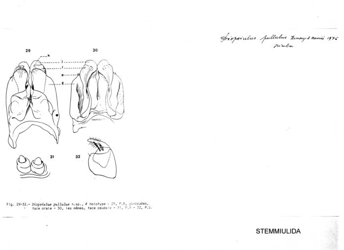 Diopsiulus pullulus