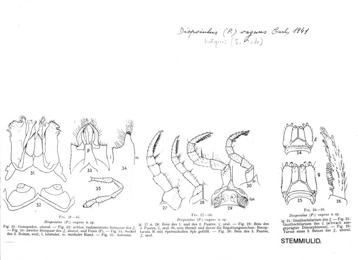 Diopsiulus vagans